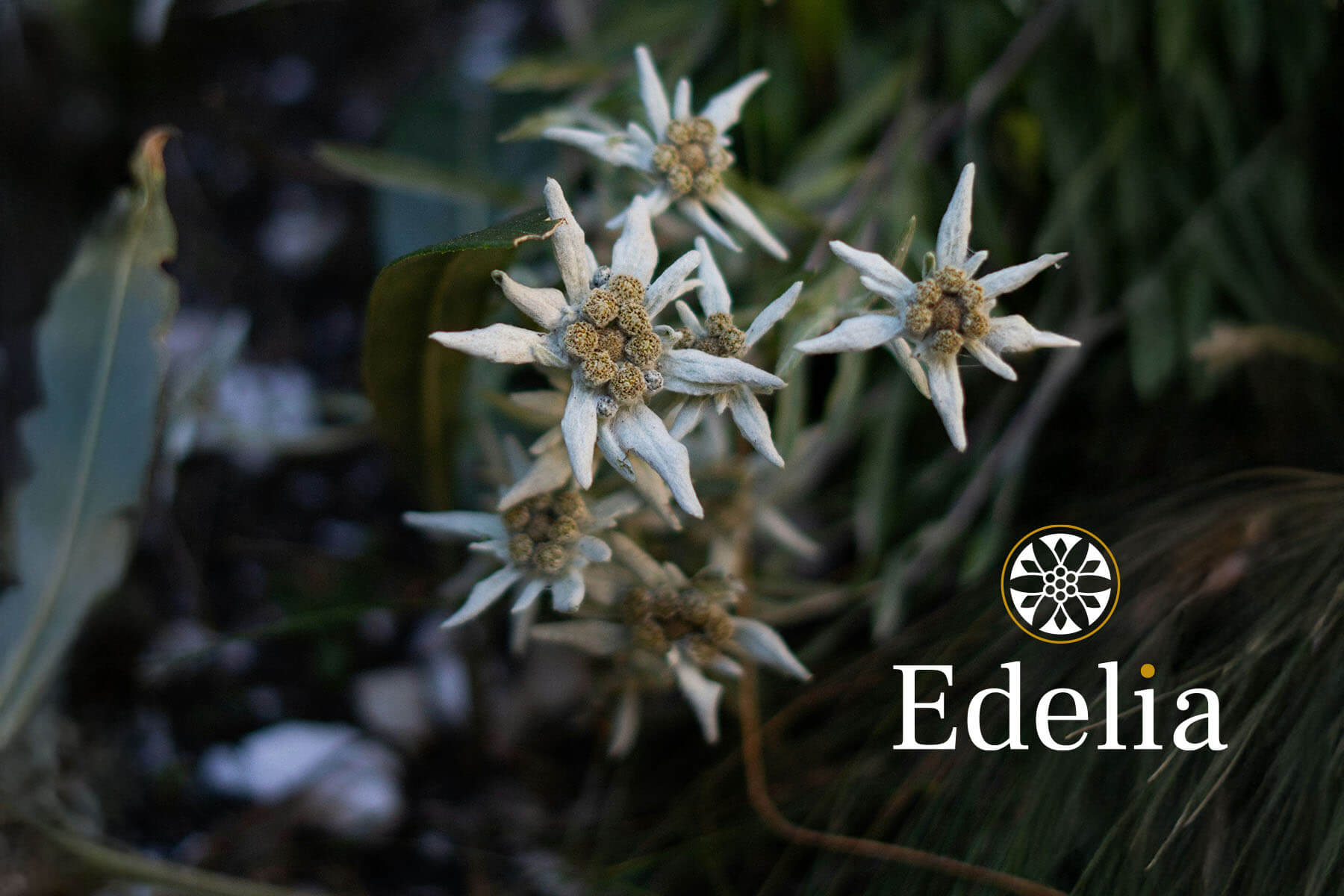 creation logo graphiste independant bordeaux infographiste freelance