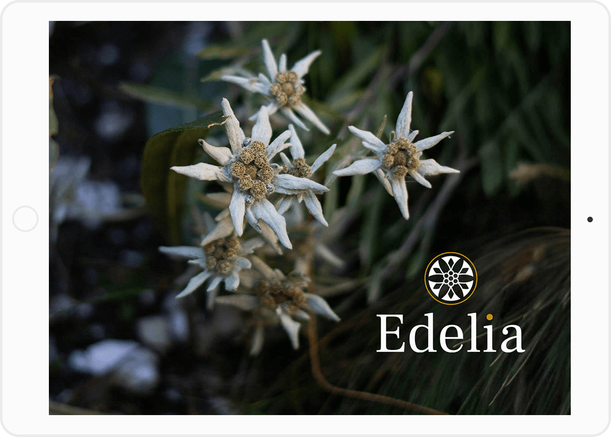 Identité visuelle complète cartes de visite flyers et affiches